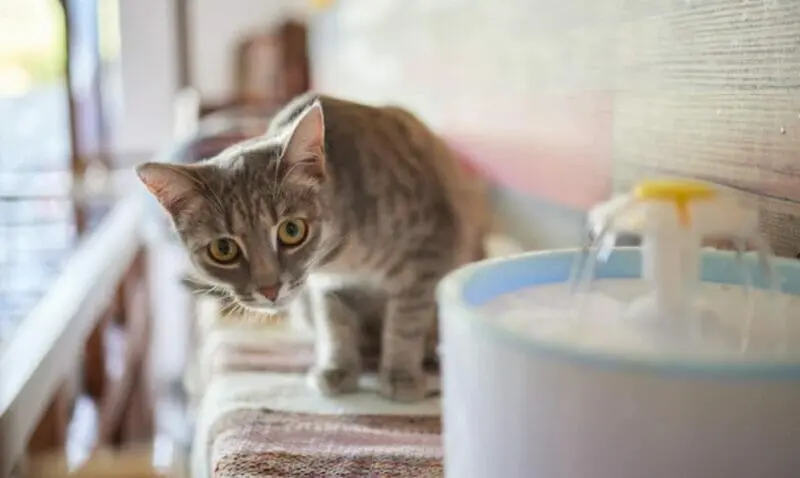 Pet products for cat and dogs